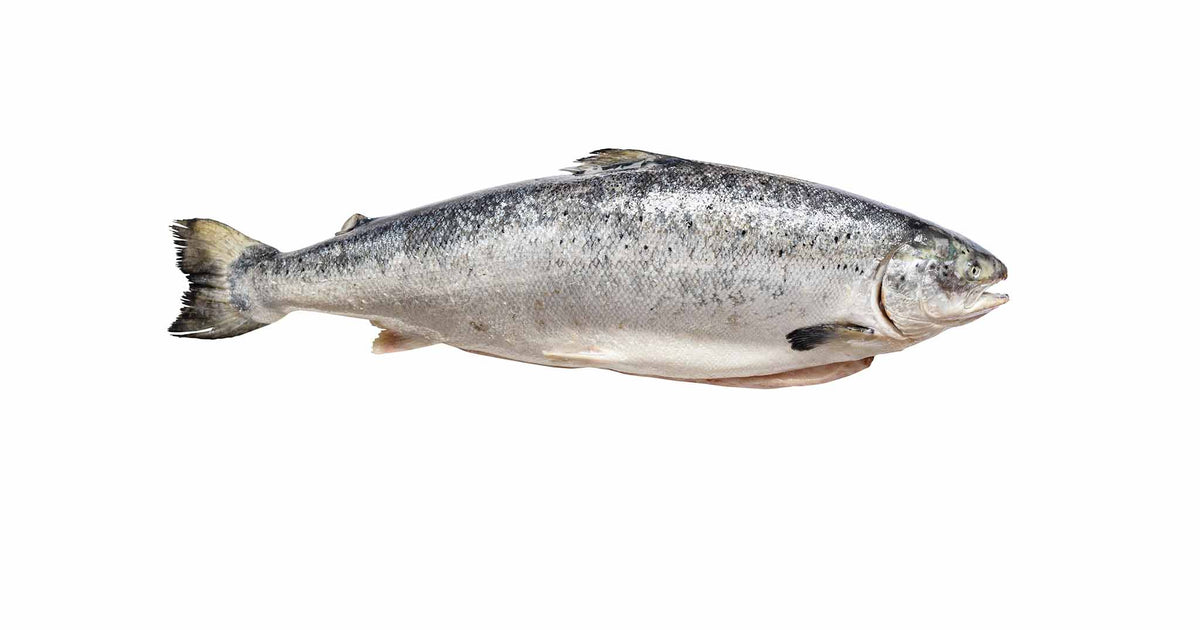 Island Salmon (whole) - Faroe
