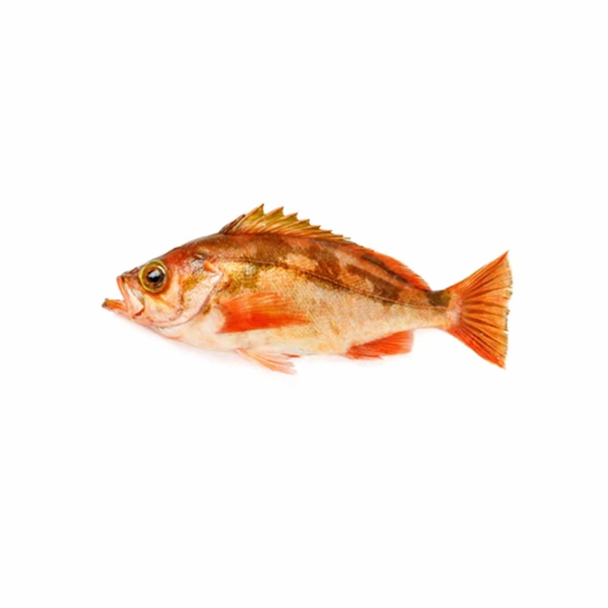 Rockfish (Whole) – monsieur marcel gourmet market