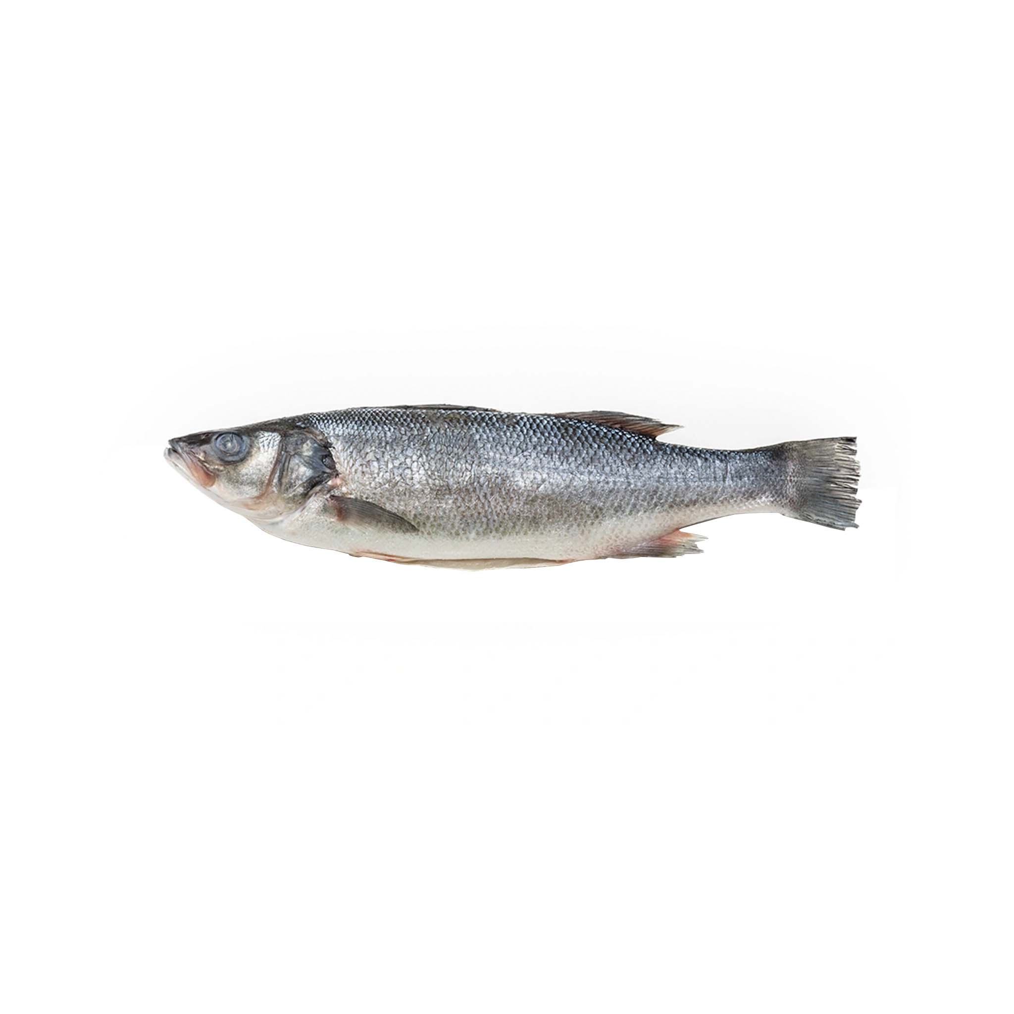 BRANZINO 1-1.50 lb (WHOLE) – monsieur marcel gourmet market