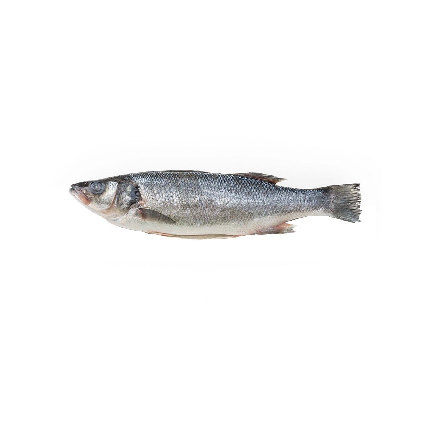 BRANZINO 1-1.50 lb (WHOLE)