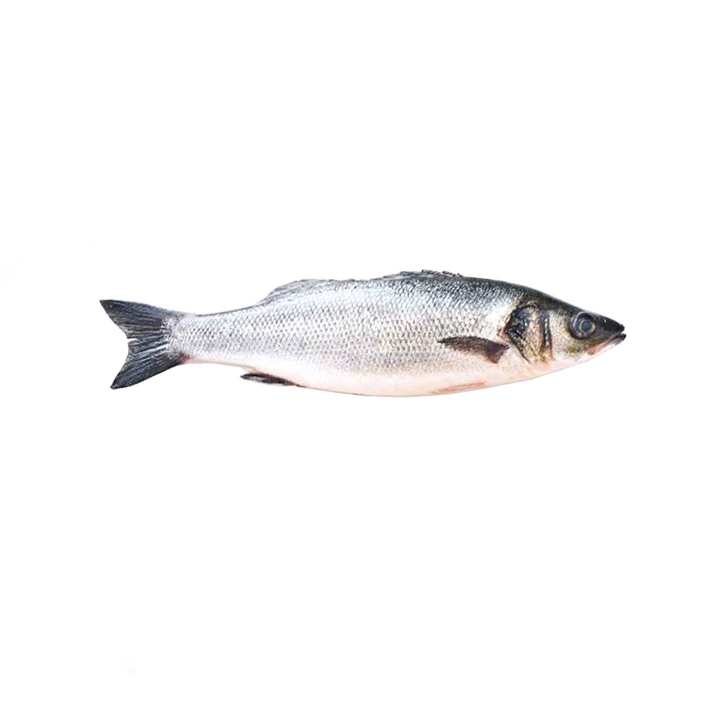 Branzino 1.75-2 lbs and Up (Whole)
