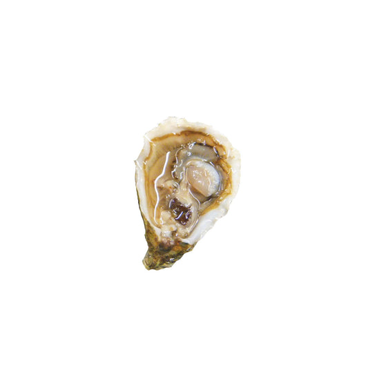 KUMIAI OYSTER