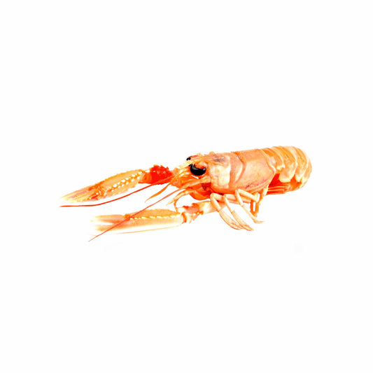 Langoustine