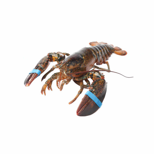 Live Lobster 1.50 lbs