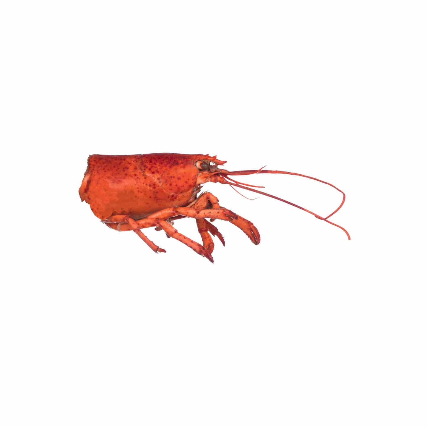 Lobster Head