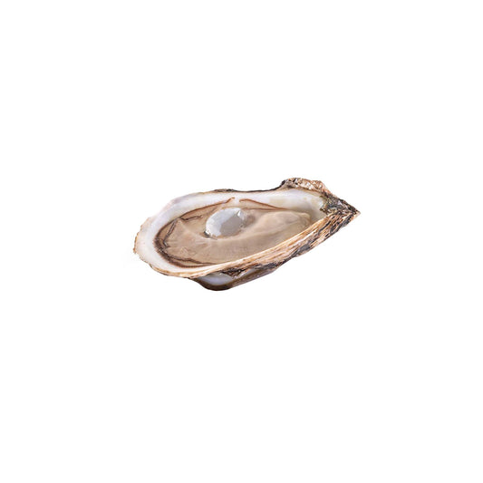 MALPEQUE OYSTER