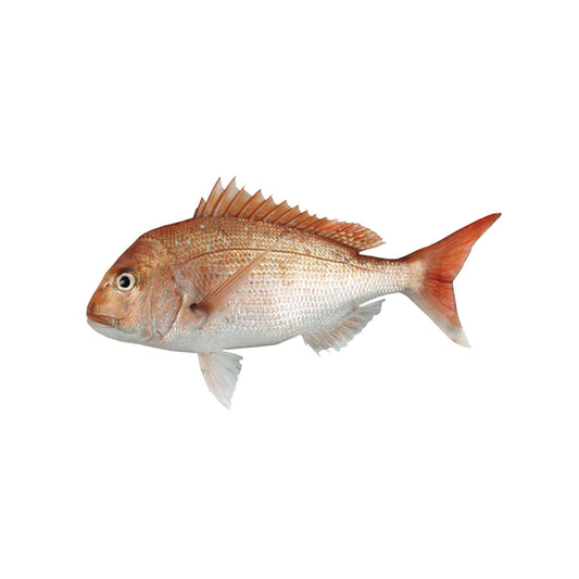 New Zealand Snapper (Whole)