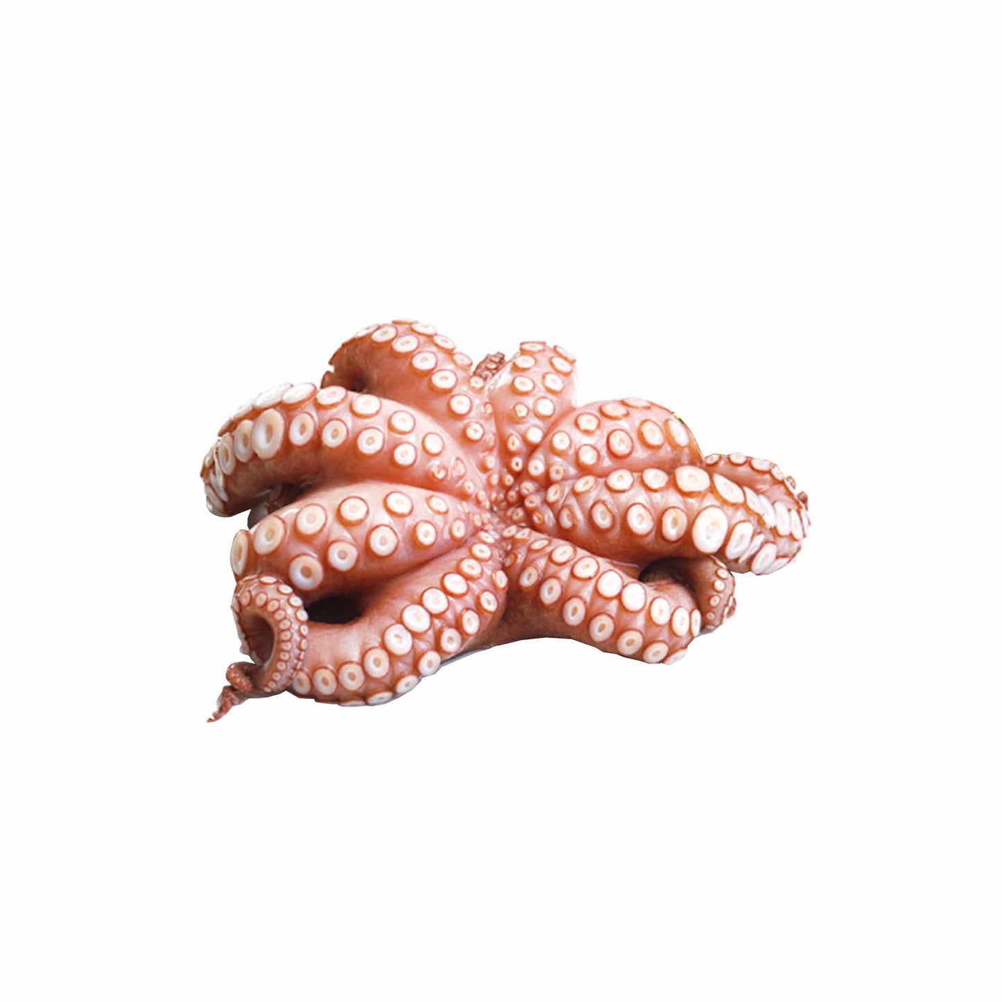 Raw Spanish Octopus