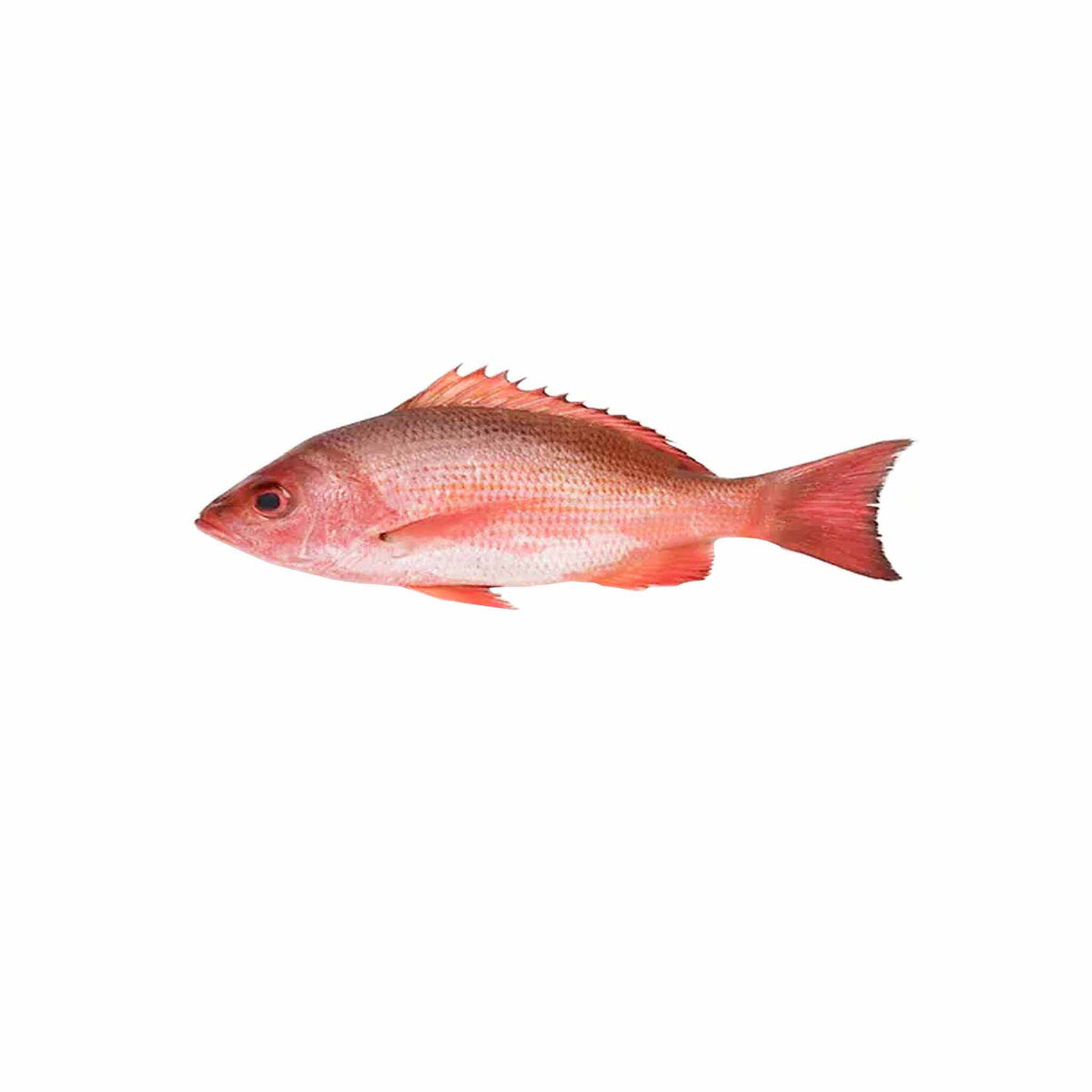 Snapper, Huachinango (whole) - Red | Monsieur Marcel – monsieur marcel ...