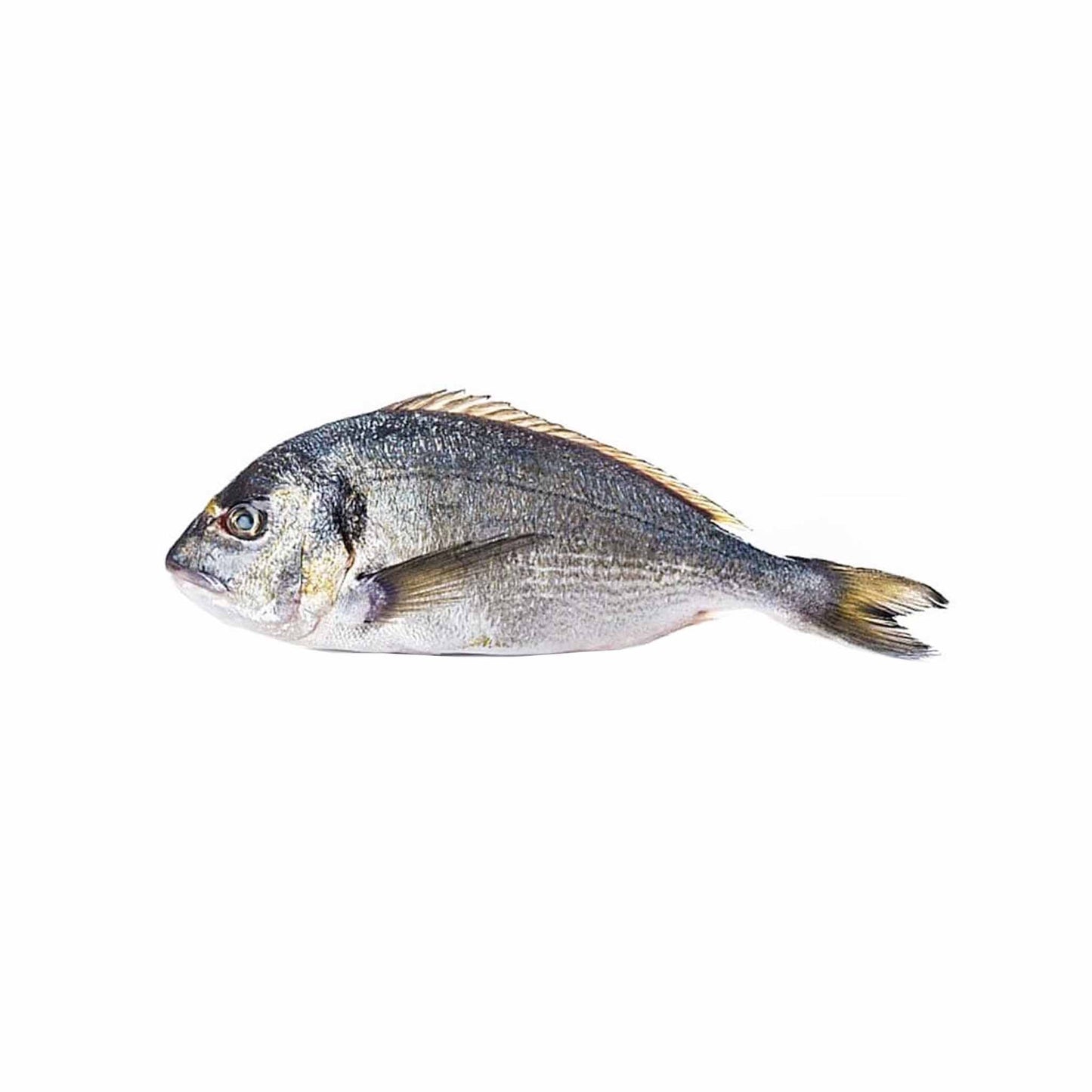 Sea Bream, Greece (Whole)