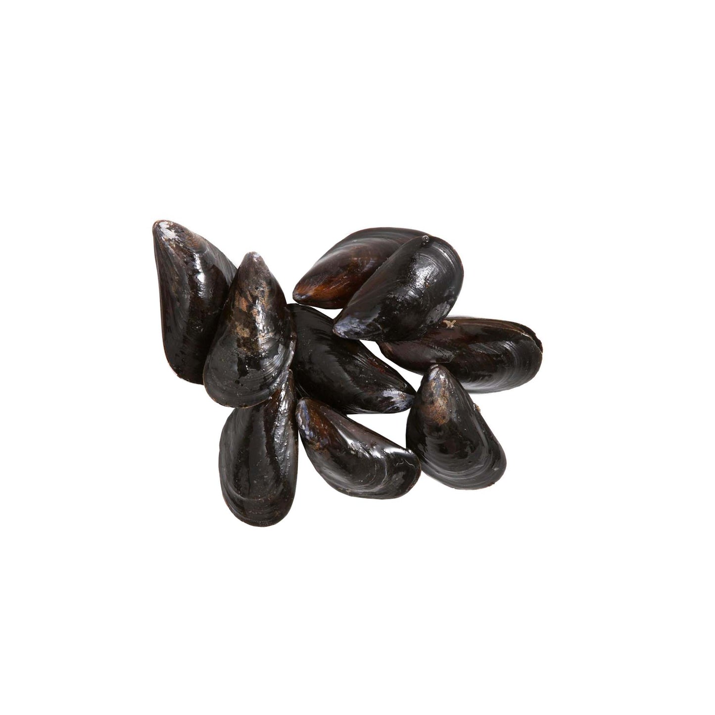 USA Penn Cove Mussels